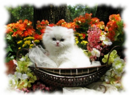 Persian cat among flowers - flowers, persian, kitten, cat