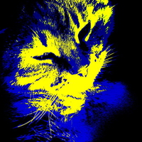 Blue and gold cat.