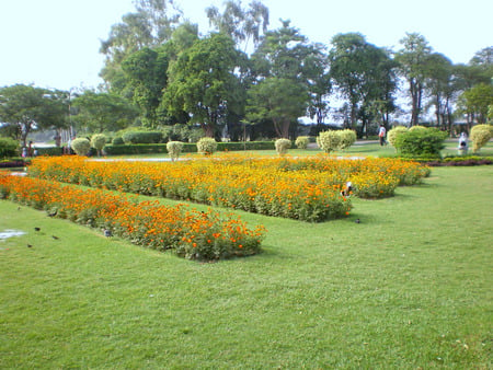 Beds of flowers - beds, nature, flowers