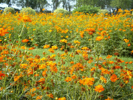 Beds of flowers - flowers, beds, nature