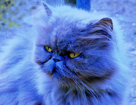 Blue Blossom. - photo, blossom, cat