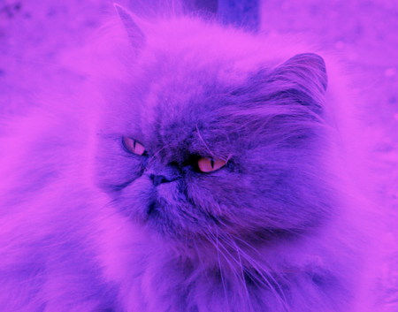 Blossom, the two-tone cat! - blue, eyes, photo, pink, cat