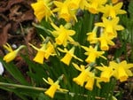 A Host of Golden Daffodills.