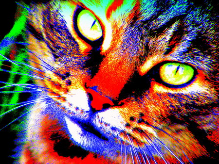 Multi-Coloured Erica. - black, white, yellow, blue, red, green, orange, cat