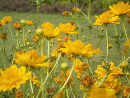 Flowers yellow bright - bright, nature, flowers, yellow