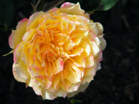 Orange Rose. - small, rose, petals, orange