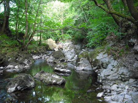 Green Wood river - woodland, landscape, islands, river