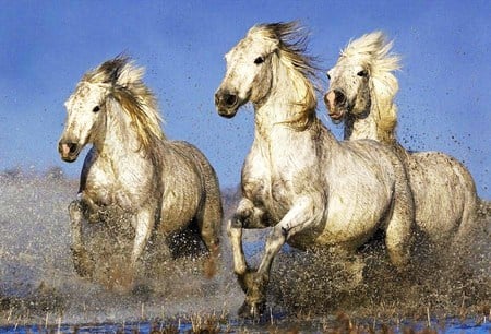 Racing the wind - free, white, horses, galloping, dappled, wild, three