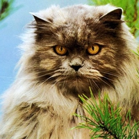 Red persian cat