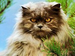 Red persian cat