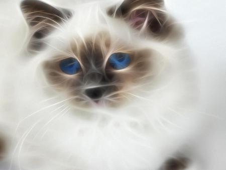 Pretty Blue Eyes - chocolate, cute, siamese, cat