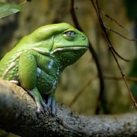 Skeptical Frog iz Skeptical