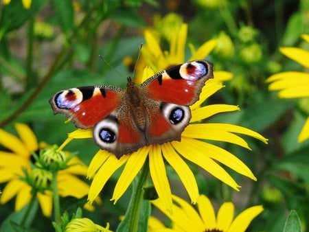 Peacot butterfly - red, butterfly, flowers, yellow, nature