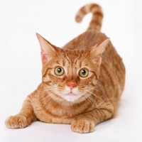 Red cat Munchkin