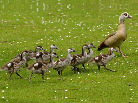 Egyptian goose with goslings - mother, family, goose, grass