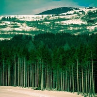 Winter Forest