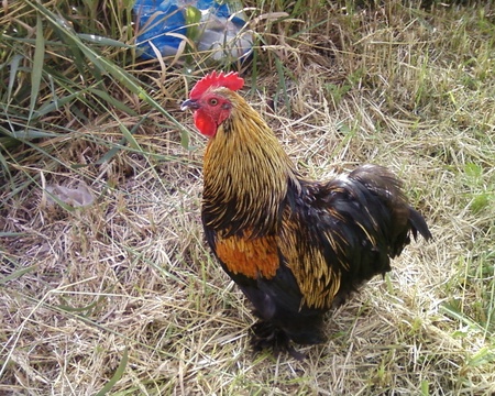 Sid - hens, farm, chickens, roosters