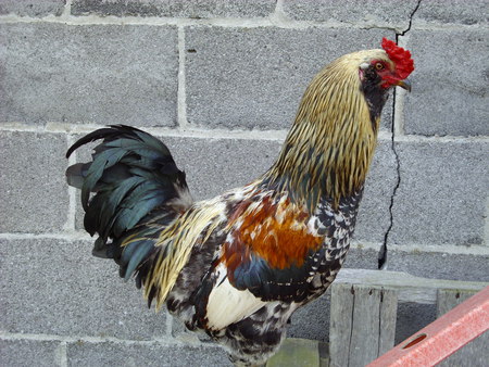 Colorful Rooster - chicken, farm, roosters, hens