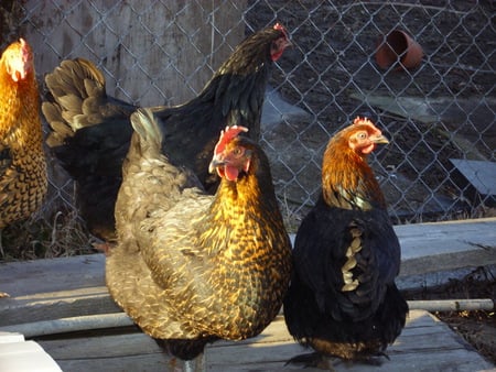 Our Hens - hens, farm, chickens, roosters