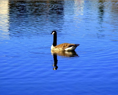 Canada goose - canada, animal, water, goose