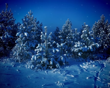 Winter blues - twinkle, trees, blue, beautiful, snow, christmas trees, forest, stars