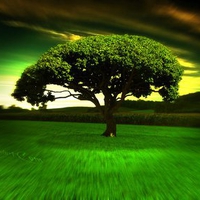 Hypno tree