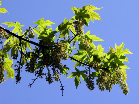 maple flowers - flowers, spring, maple, tree