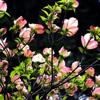 pink dogwood