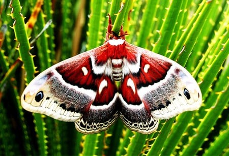 I'm from Texas - white, grey, moth, red, green grass, texas, black