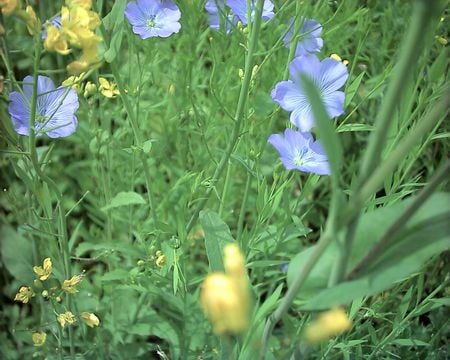 Meadow Flowers - wild flowers, blue flowers, green, meadow, flowers, grass