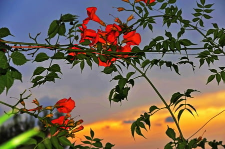 Flowers - flowers, sunset, orange, sky