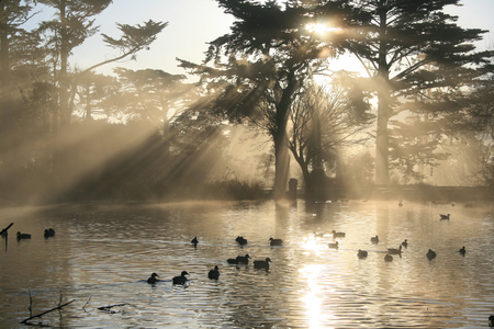 Stow Lake Sunset - nature, ducks, lake, trees, sunset