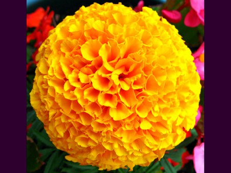 Yellow,French,Marigold - marigold, yellow, picture, french, cool