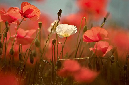 Flowers in Field - flowers, picture, in field, beautiful