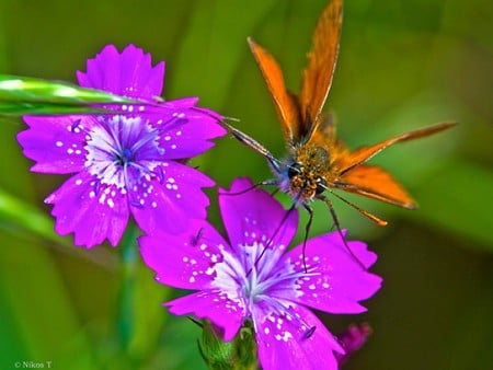 Moth On Flowers - flowers, beautiful, moth, picture