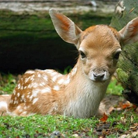 Little Deer