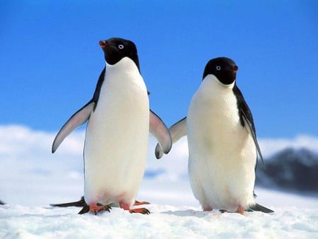 Penguins - penguins, cool, ice, picture