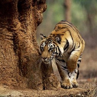 Indian Tiger on the Prowl