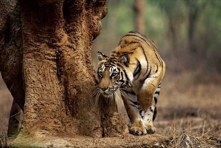 Indian Tiger on the Prowl - indian, tiger, animals, cats