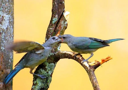 Birds Feeding - feeding, cool, birds, picture