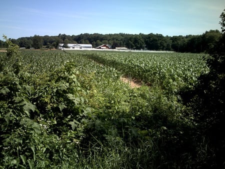 farm - glow, green, house, past