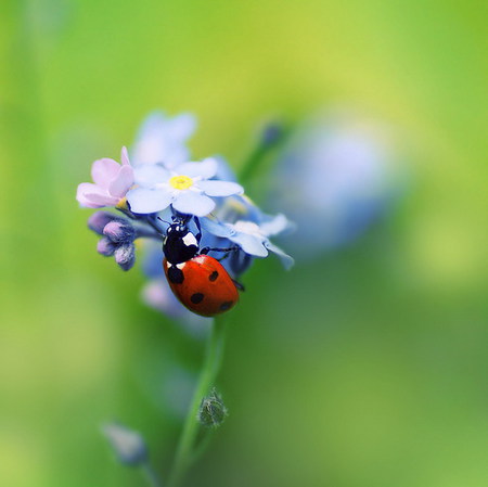 ladybug forgetmenot - ladybug, summer, field, forgetmenot