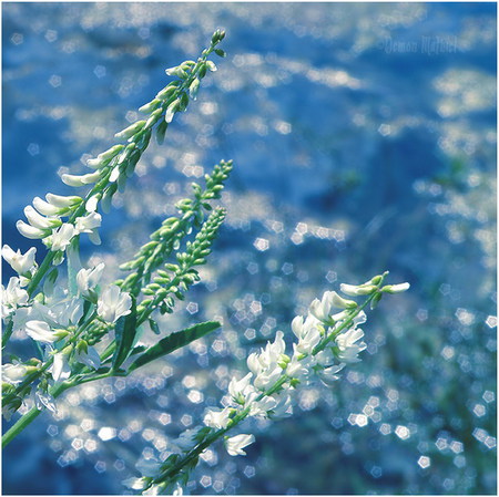 white beauty - white, field, shine, flower