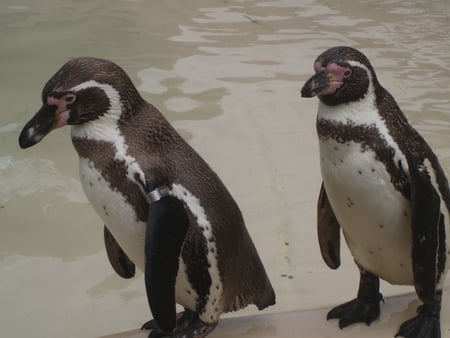 Penguins - cute, zoo, penguins, penguin