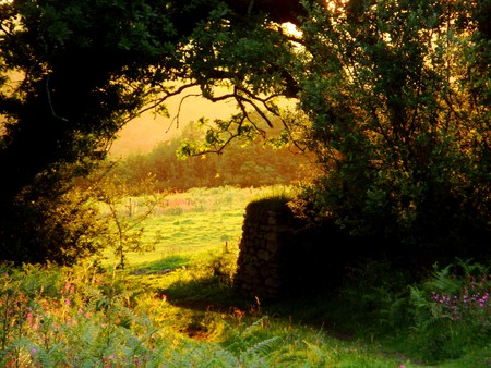 sunset in another field - britain, countrysde, landscape, flowers, england, sunset, nature, surreal, plants, weather, sky, rural