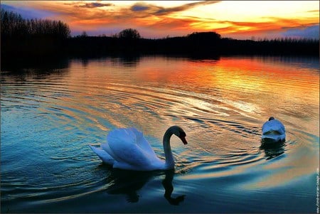 Swan sunset - glow, swans, sunset, water, lake, pair, ripples, swim