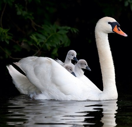 Feather bed - back, swimming, swan, chicks, ride, feathers, three