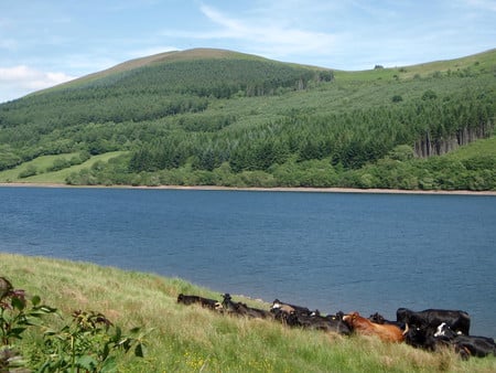 Tor-y-Foel - lake, sunshine, brecon, cattle, warm, wales