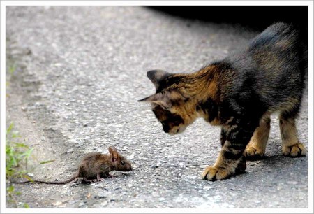 Wrong place wrong time - mouse, outside street, encounter, cat