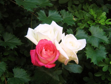 Two plus one - roses, one pink, group, trio, green leaves, beauties, two white